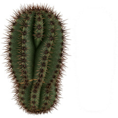 Naklejka premium Realistic Isolated Top View Illustration Of A Green Cactus On Transparent