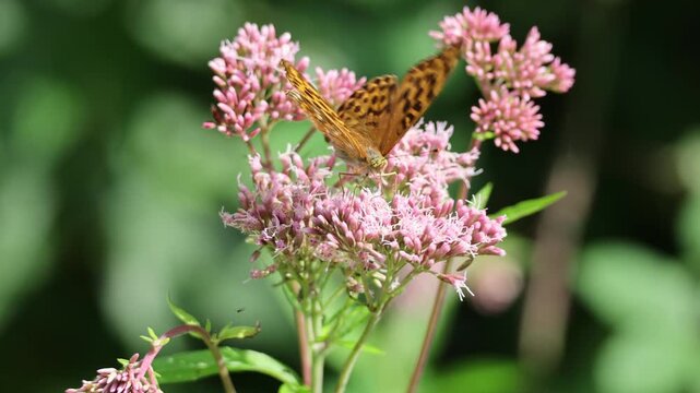 Butterfly (Argynnis paphia) on pink Eupatorium with zoom in