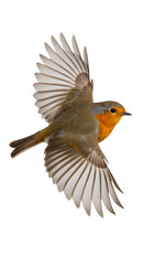 Obraz premium Realistic Bird Flying With Wings Spread Isolated On Transparent Background