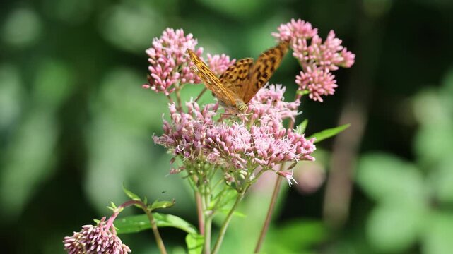 Butterfly (Argynnis paphia) on pink Eupatorium
