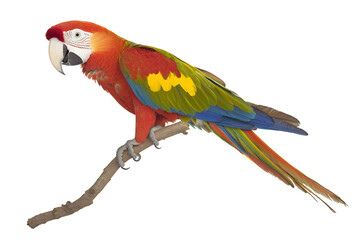 Fototapeta premium Vibrant green winged macaw parrot perched on a branch isolated on transparent background