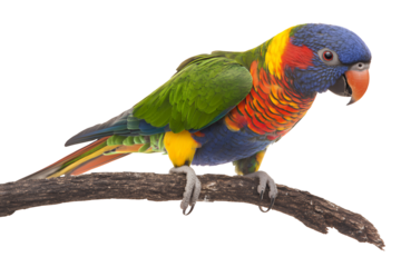 Vibrant rainbow lorikeet perched on a branch with detailed feathers isolated on transparent background