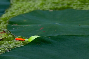 Bobber lost to a bad cast and stuck under a Lilypad