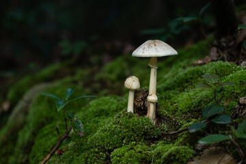 White amanitas mushrooms growing from the forest floor