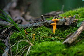 Tiny yellow foot chanterelle mushrooms growing wild