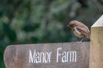 baby Robin erithacus rubecula perched on a wooden signpost pointing to Manor Farm