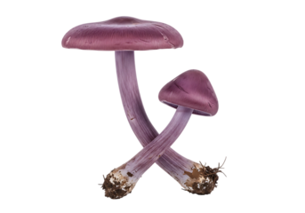 Two Amethyst Deceiver Mushrooms, Studio Shot, Cross-Positioned, Dark Background, Ethereal Mood, High-Resolution Image  transparent background