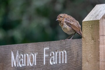 baby Robin erithacus rubecula perched on a wooden signpost pointing to Manor Farm