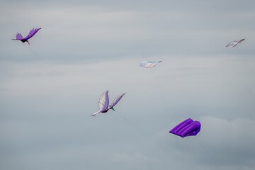 purple and white bird kites at  Portsmouth International Kite Festival July 2025