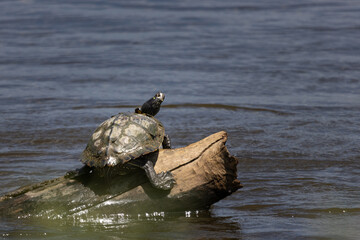Northern map turtle sunning along the Mississippi 