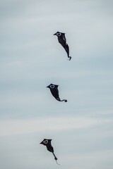 three black kites in a row at Portsmouth International Kite Festival July 2025