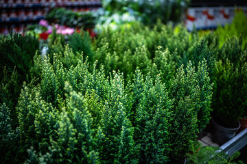 Decorative Coniferous Plants Sold In The Flower Section Of The Supermarket