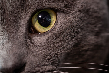 Gray cat staring back at the viewer up close