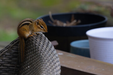 Chipmunk sitting on top a wicker chair