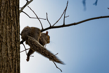 Squirrel lounging on a branch 