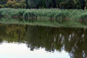 A calm river scene with lush green grass along banks. A small bird is swimming in water