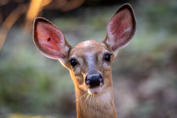 white tailed deer staring back at the viewer