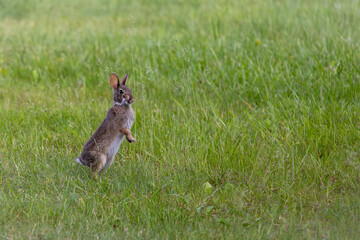 Cottontail rabbit enjoying some time in the grass