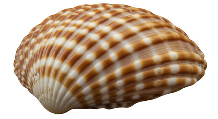 Obraz premium Realistic Isolated Shell with Transparent Background Showing Brown Striped Texture Detail