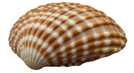 Realistic Isolated Shell with Transparent Background Showing Brown Striped Texture Detail