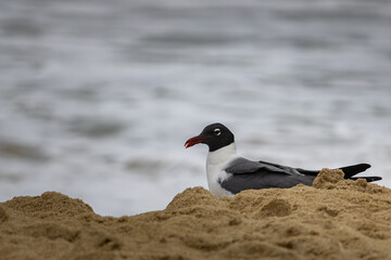 Seagull searching for food along the sandy beach