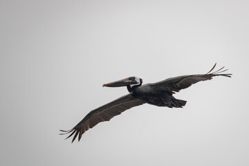 Pelican with its wings spread while flying