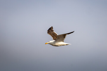 Black backed Gull flying with its wings up high