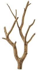 Realistic Isolated Tree Branch With Dry Texture on Transparent Background