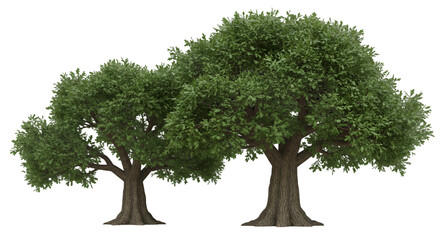 Fototapeta premium Realistic Isolated Trees Illustration With Transparent Background