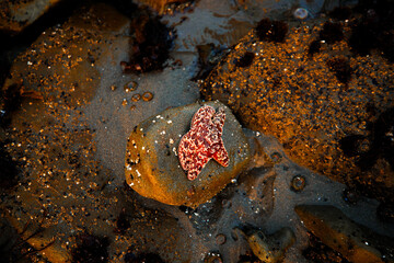 Colorful sea stars and marine creatures on tide pools at Second Beach during sunset. Vibrant...