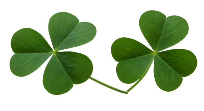 Realistic Illustration of Green Clovers with Transparent Isolated Background