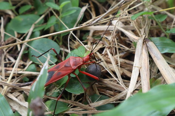 Red Bug in Botanical Environment: A striking red bug, meticulously captured, crawls amidst verdant...