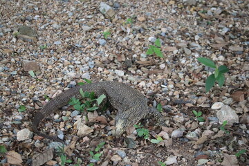Monitor Lizard on Gravel: A detailed shot of a monitor lizard, its textured skin blending with the earthy tones of the gravel. The lizard rests amidst small plants.