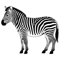 zebra vector illustration