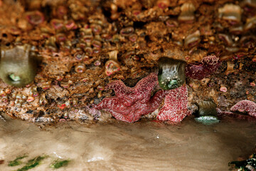 Intertidal marine species on rocks at Cannon Beach, Oregon. Pisaster sea stars and green anemones exposed during low tide. Biodiversity of the Pacific Ocean shoreline.
