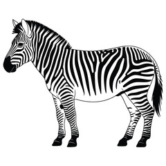 zebra vector illustration