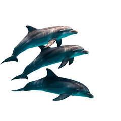 Fototapeta premium Png Three Dolphins Swimming Underwater on Dark Background