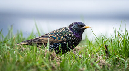 Beautiful Male Starling Singing On The Ground In The Grass