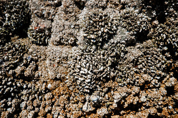 Colorful sea stars and green sea anemones on tide-covered rocks at low tide, Cannon Beach, Oregon. Close-up view of marine life on the Pacific Northwest coast.