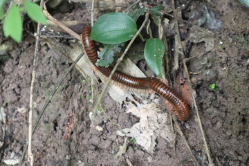 Millipede on Forest Floor: A detailed snapshot of a brown millipede navigating the textured terrain of a woodland floor.