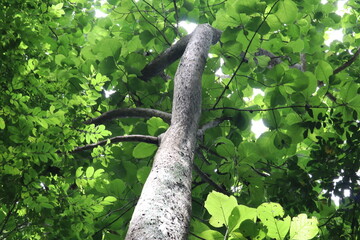 Fototapeta premium Tree Canopy: A striking view from below showcases a tall, slender tree reaching toward the sky, its branches adorned with vibrant green leaves.
