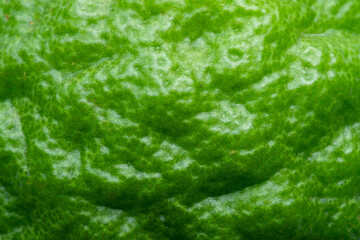 Macro close up of kaffir lime peel,Close-up macro texture of lime peel,Macro close up of kaffir lime peel.