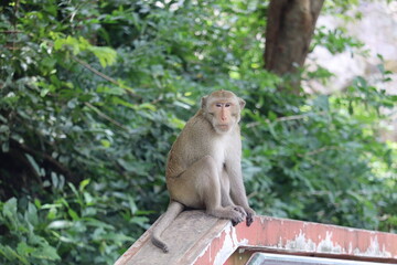 Monkey's Gaze: A monkey perches atop a railing, framed by lush greenery. The shot captures its attentive gaze and detailed textures, a testament to the raw beauty of wildlife