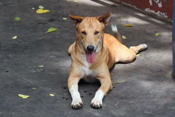 Friendly Canine: A charming dog with soft fur and friendly eyes lies contentedly, embodying loyalty...