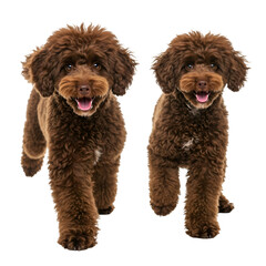 Two Brown Poodle Dogs Isolated On Transparent Background Illustration