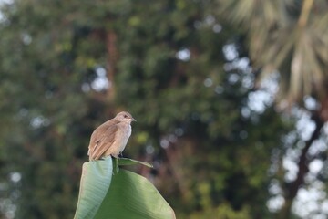 Serene Bird on a Leaf: A solitary bird perched elegantly atop a lush, green leaf, offering a...