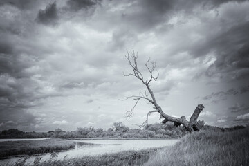 A dry tree on a high riverbank, beautiful clouds