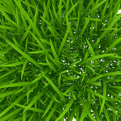 Vibrant Green Grass Texture Isolated on Transparent Background