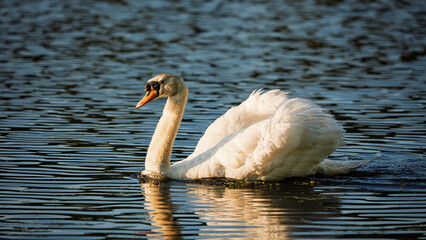 Mute Swan swimming in Bolam Lake, which is a country park in Northumberland, England known for its scenic lake and woodland walks