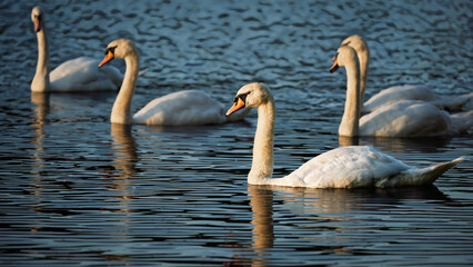 A flock of mute swans in Bolam Lake, which is a country park in Northumberland, England known for its scenic lake and woodland walks